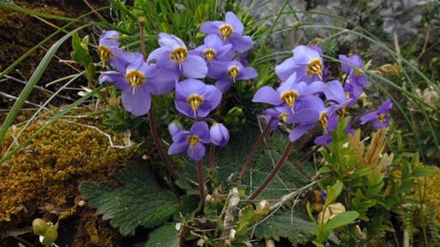 La oreja de oso, la planta del Pirineo que guarda el secreto de la resurrección