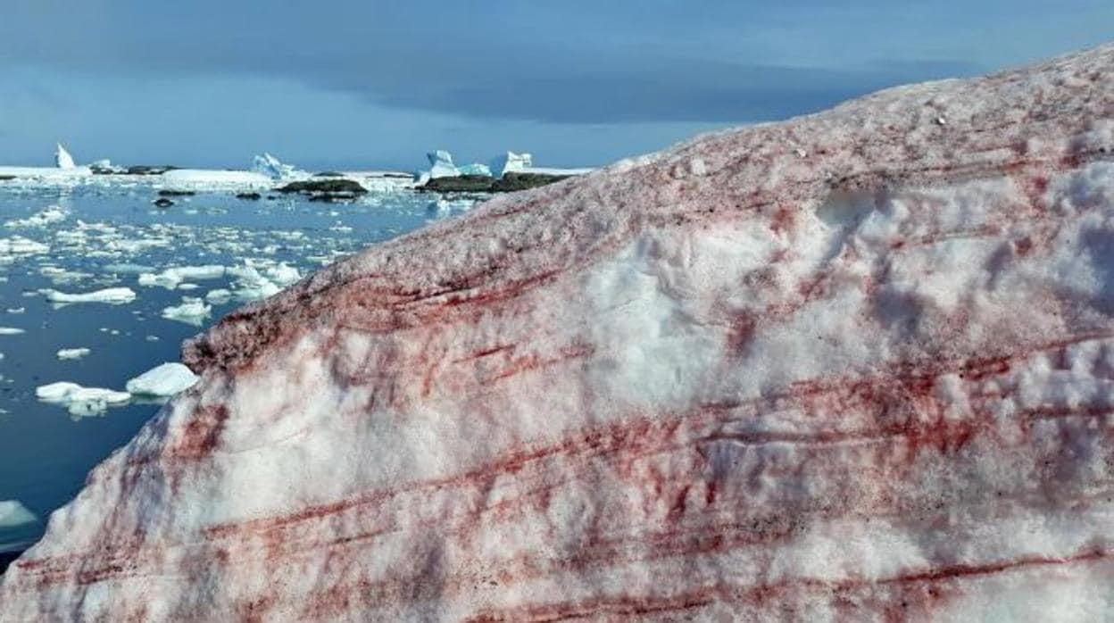El espeluznante fenómeno de la «nieve de sangre» que invade la Antártida