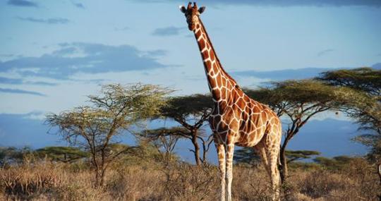 Jirafa reticulada en Kenia