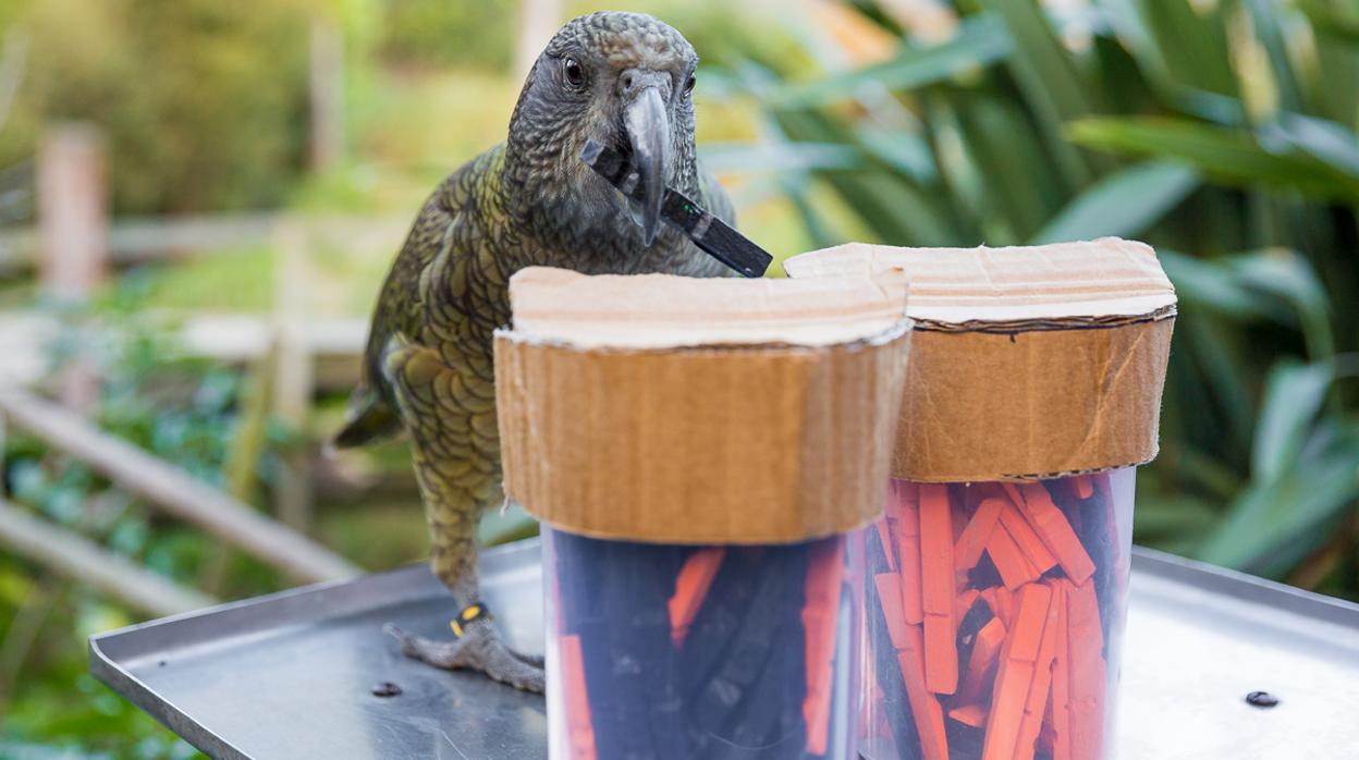 Uno de los loros kea durante el experimento portando una de las fichas
