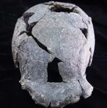 Cráneo de DAN-5
