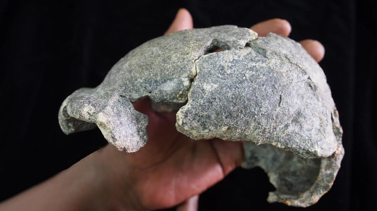 El pequeño cráneo de DAN-5, perteneciente a una hembra de Homo erectus