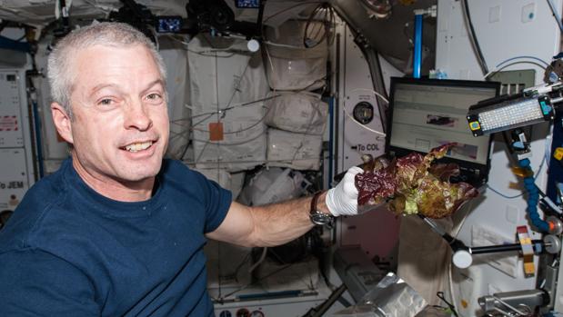 La lechuga espacial, tan sana y nutritiva como la de la Tierra