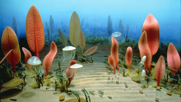 Los primeros animales de la Tierra estaban conectados en red