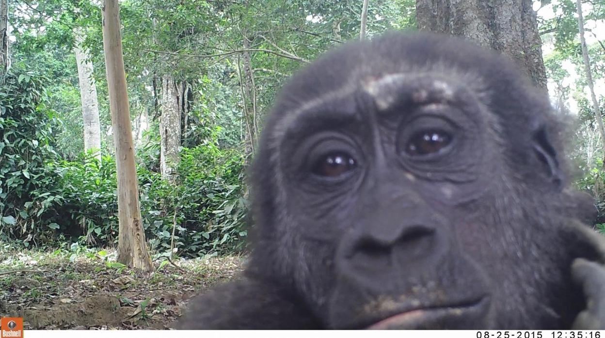 Photograph taken by a camera trap of a western lowland gorilla in the Odzala-Kokoua National Park, Republic of Congo