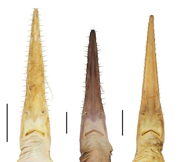 Hallan dos nuevas y raras especies de tiburón sierra