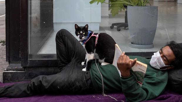 El coronavirus podría contagiarse de un gato a otro, pero no entre perros
