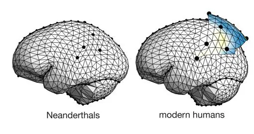 La parte del cerebro que nos distingue de los neandertales