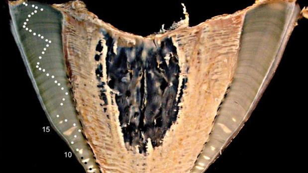 Las bombas nucleares de la Guerra Fría revelan la verdadera edad de los tiburones ballena