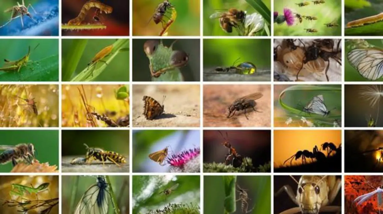 Multitud de estudios han detectado un declive en las poblaciones y la diversidad de insectos