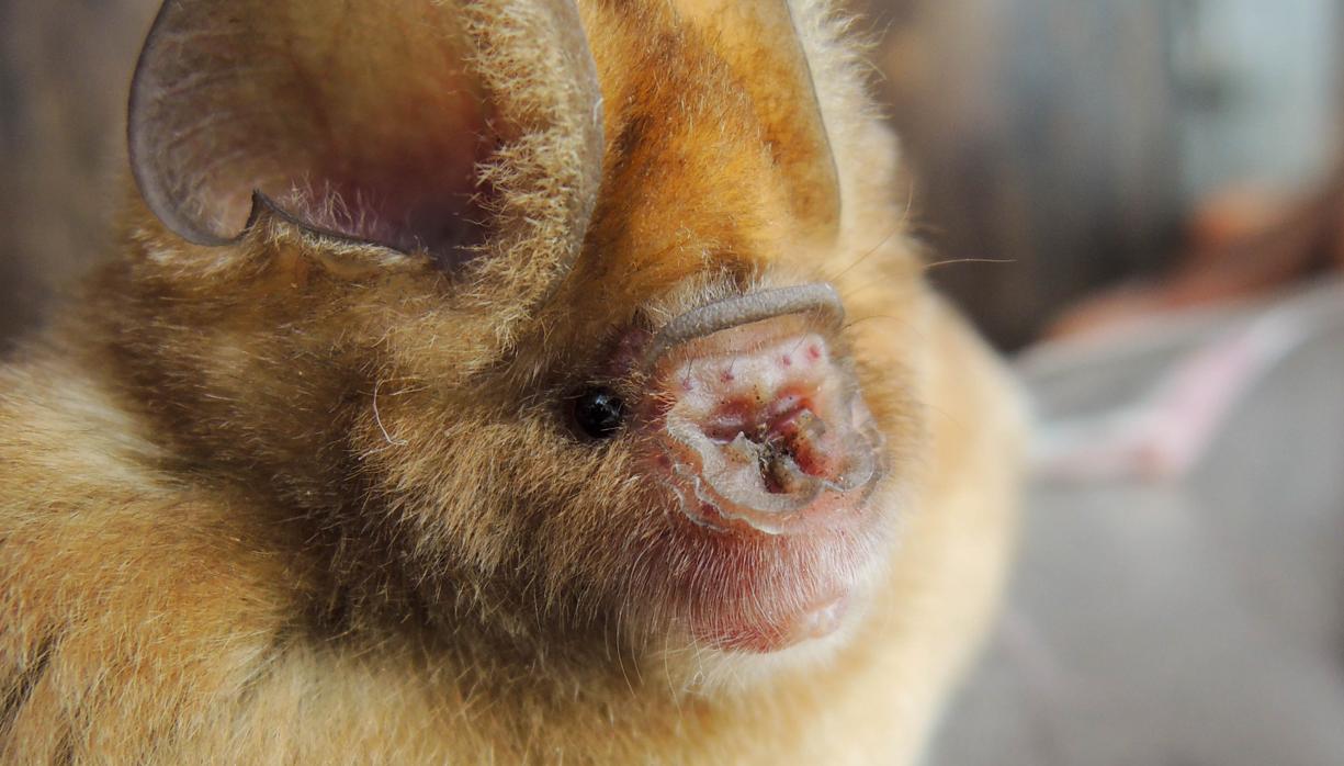 Hipposideros caffer (murciélago de nariz de hoja de Sundevall) consta de ocho linajes distintos; tres de ellos (incluido este murciélago) parecen ser nuevos para la ciencia