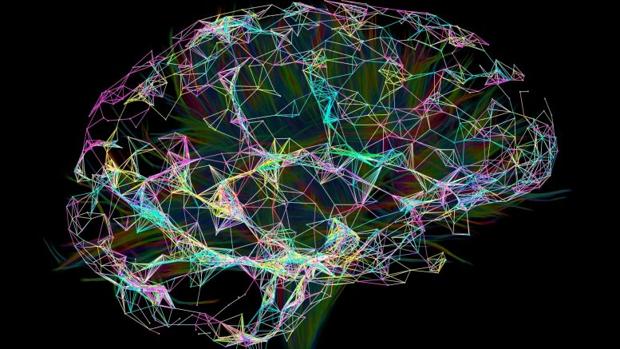 Descubren que la ruta cerebral del lenguaje existe por lo menos desde hace 20 millones de años