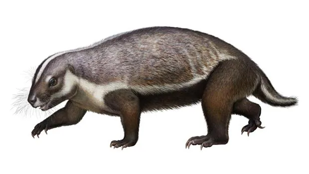 Descubierta la «bestia loca» de Madagascar, el mamífero más raro que haya existido jamás