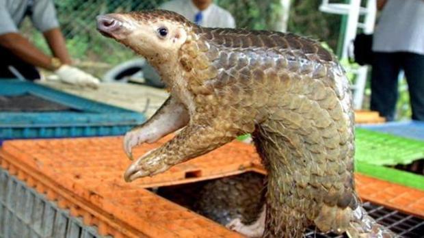 El origen del coronavirus se complica: no vino directamente de pangolines