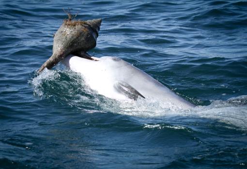 Un delfin emergiendo con una concha para vaciarla de agua y capturar al pez al que persiguió para que se metiera en la concha