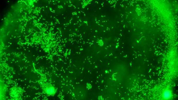 Bacterias: el «hogar» preferido de los virus mientras todo va bien