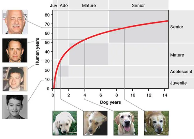 Qué edad tiene tu perro en años humanos? Una fórmula mejor que multiplicar por siete