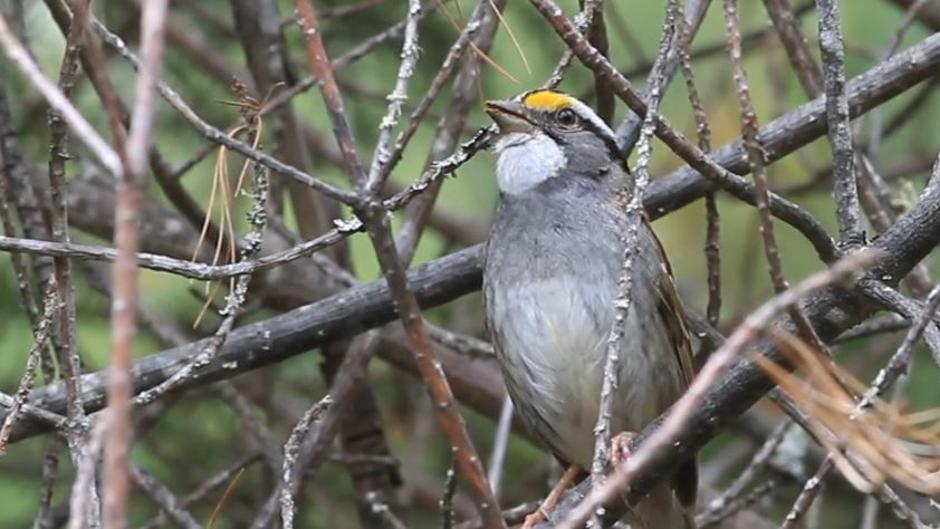 El nuevo canto de los gorriones de Canadá que sorprende a la comunidad científica