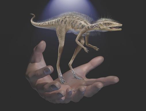 Ilustración en la que el reptil de Madagascar se muestra a escala con manos humanas