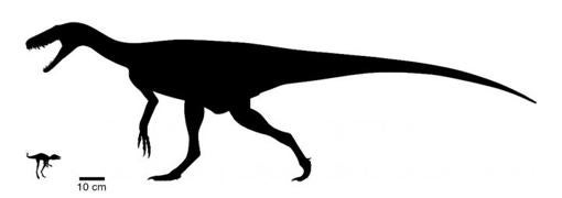 Comparación del tamaño del cuerpo entre el recién descubierto Kongonaphon kely (izquierda) y uno de los primeros dinosaurios, Herrerasaurus