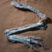 La pata trasera derecha de Dilophosaurus wetherilli