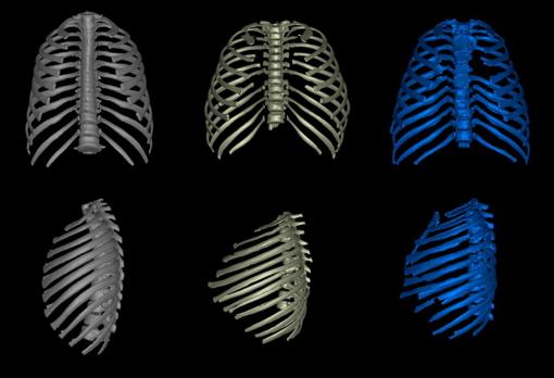 Comparativa de las cajas torácicas de un ser humano moderno, un erectus y un neandertal