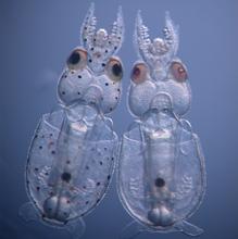 Crean calamares transparentes con una revolucionaria técnica genética