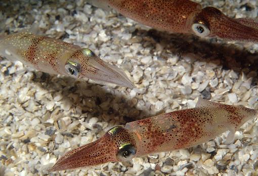 Doryteuthis pealeii , a menudo llamado calamar Woods Hole. Los estudios con D. pealeii han llevado a importantes avances en neurobiología, incluida la descripción de los mecanismos fundamentales de la neurotransmisión. El Laboratorio de Biología Marina recolecta D. pealeii de aguas locales para una comunidad internacional de investigadores.