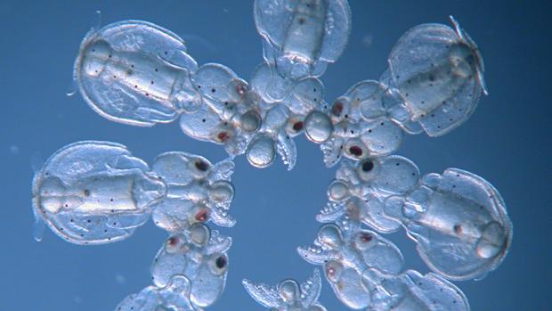 Crean calamares transparentes con una revolucionaria técnica genética