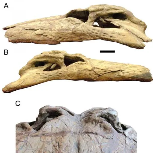 Fósiles del cráneo de «Deinosuchus schwimmeri»
