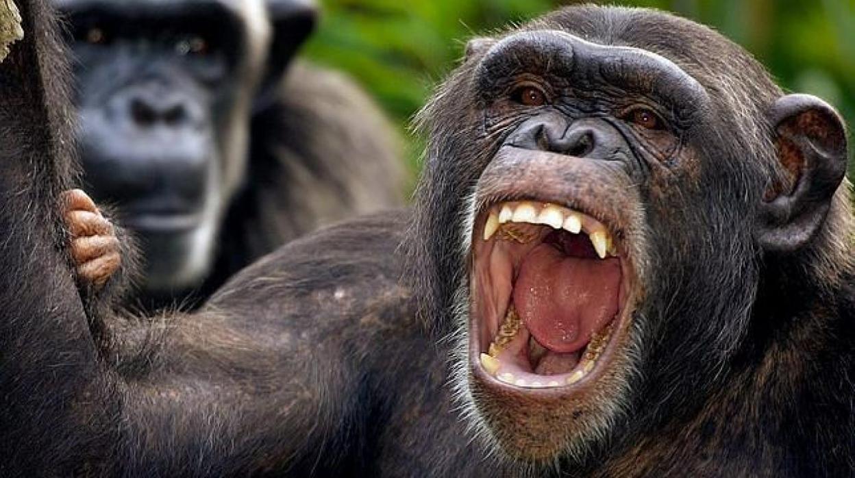 Los chimpancés comparte con los humanos su propensión a la violencia