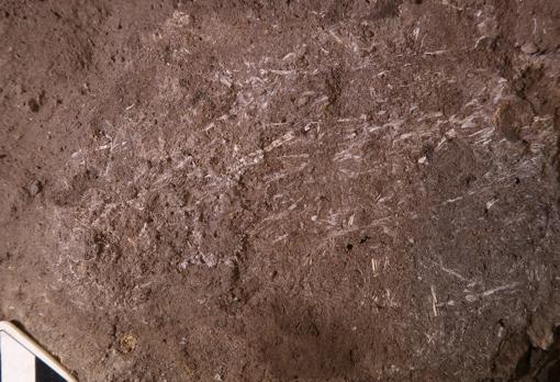 Restos de hierba fosilizados, con 200.000 años de antigüedad
