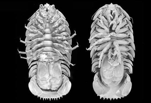 A la izquierda un ejemplar de «Bathynomus raksasa«, y a la derecha otro isópodo gigante, de nombre «B. giganteus»