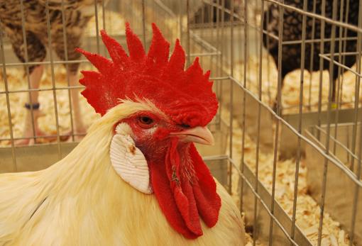 Los productores administran a gallinas dos vacunas en cuatro ocasiones, en un plazo de dos meses, para combatir una terrible enfermedad: la bronquitis infecciosa aviar