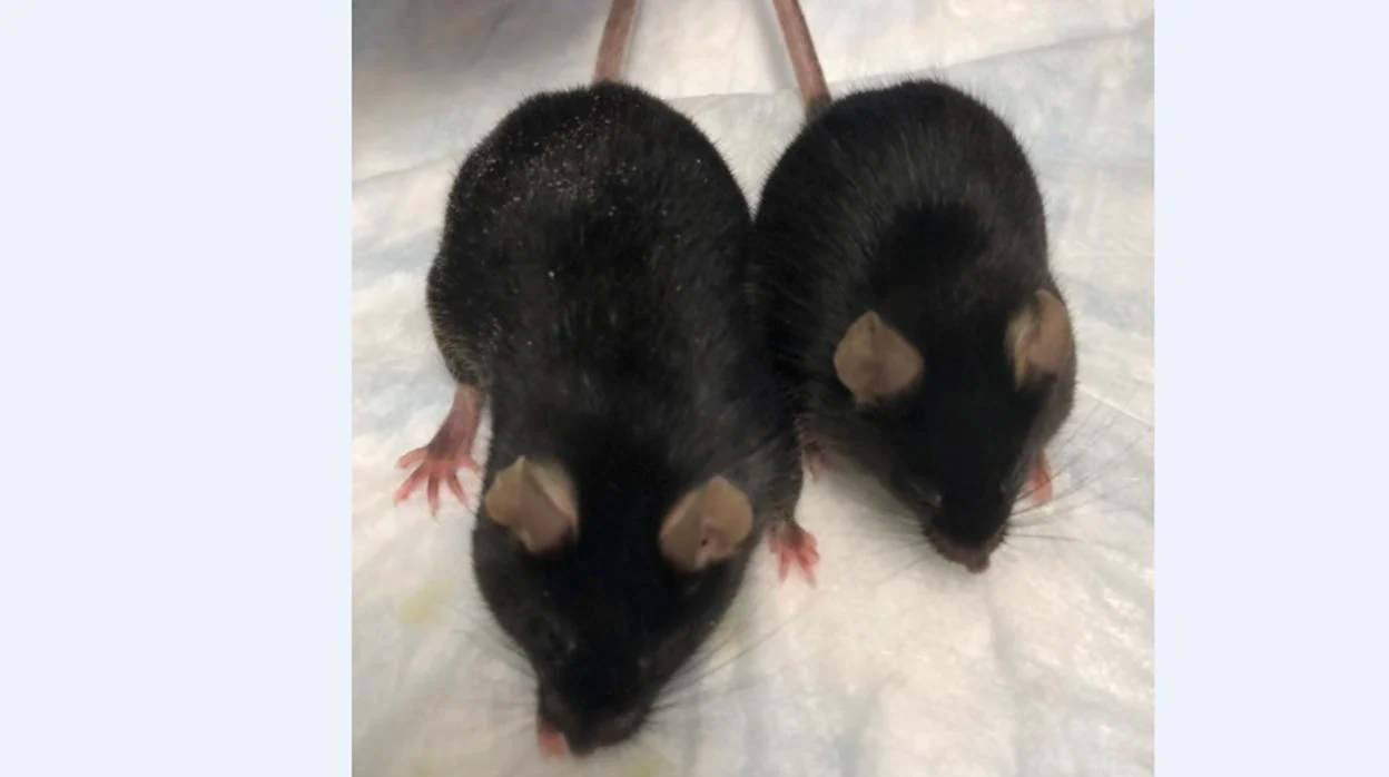 El ratón más grande, modificado genéticamente para carecer de miostatina y, como resultado, tiene músculos más grandes. A su lado, el ratón normal