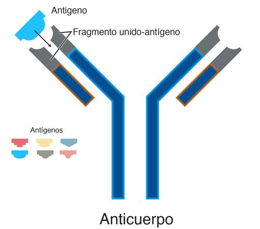 Esquema de un anticuerpo, una gran proteína que reconocen antígenos de forma muy específica