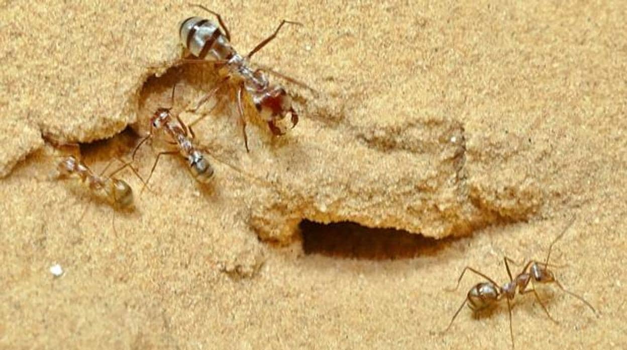 Hormigas del Sáhara en Douz, Túnez