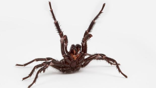El macho de esta araña puede matar a un hombre: ahora saben por qué
