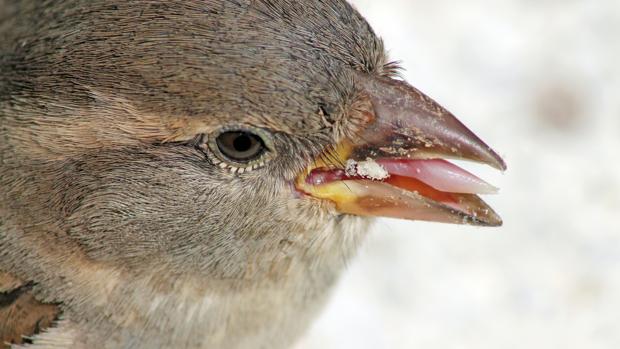 Los pájaros mejoraron su canto durante el confinamiento humano por el Covid-19
