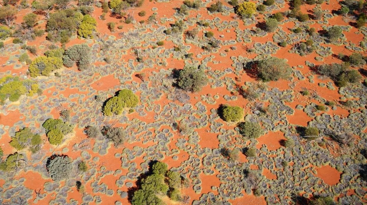 Vista aérea de varios círculos de hada, donde la hierba crece alrededor de huecos desnudos de vegetación, en Australia