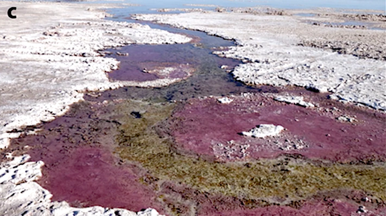 Estera microbiana en La Brava, en Chile