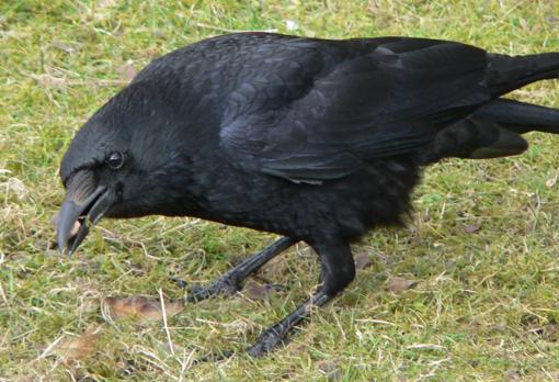 Una corneja negra