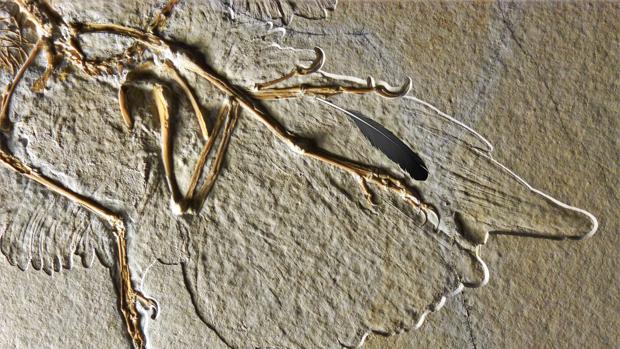 Desvelado el misterio del origen de la pluma fósil más antigua del mundo
