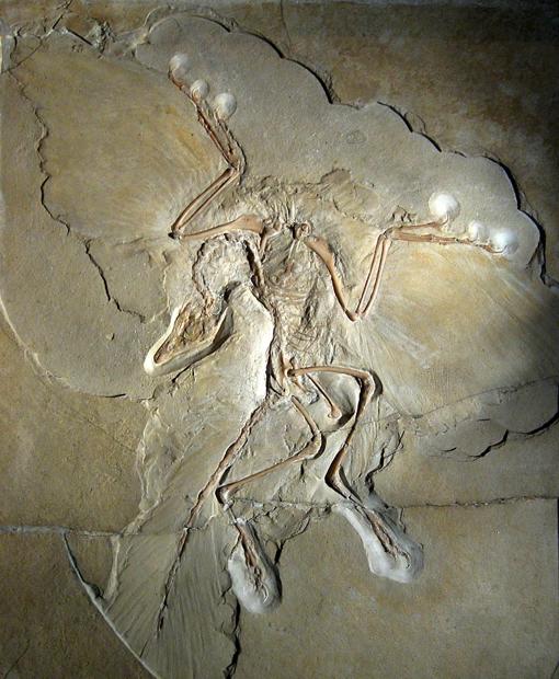 Fósil de uno de los Archaeopteryx hallados junto a la pluma