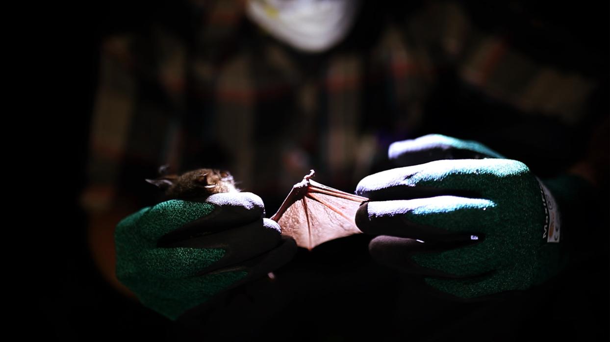 Andrew Bennett, uno de los investigadores implicados en la investigacion, sostiene un murciélago, portador de uno de los virus recién descubiertos, en el Parque Nacional Kibale, en Uganda