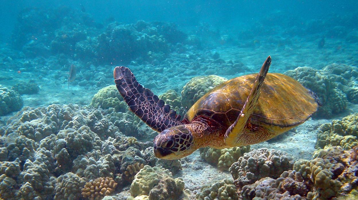 Una tortuga verde, «Chelonia mydas»