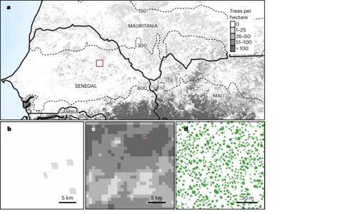 En b aparecen los árboles encontrados por un estudio anterior en la región de Senegal marcada con un cuadrado en a. La densidad vista por el nuevo estudio aparecen en c. El tamaño y la ubicación de las copas de los árboles individuales (verde) se muestra en d para un área correspondiente al recuadro de inserción en c.