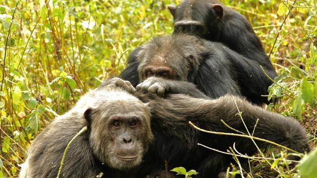 A la vejez, menos amigos: el curioso comportamiento en común de seres humanos y chimpancés