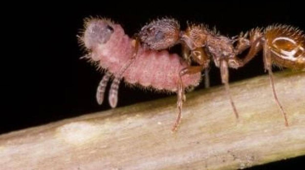 Las Hormigas Atacan Una Mosca E Intentan Ponerla En El Hormiguero