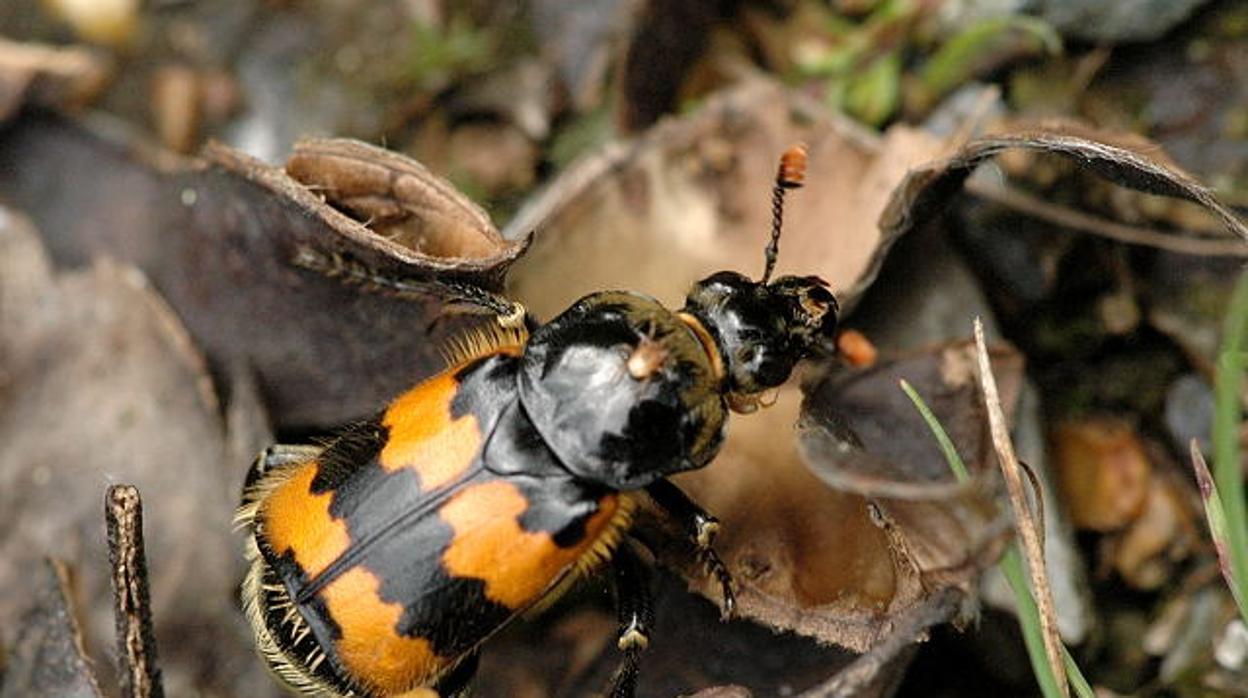 ¿Cuáles son las peores madres del reino animal?